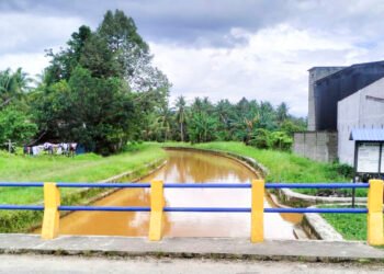 Dampak PETI, 6000 Hektar Sawah Di Parigi Moutong Terancam Gagal Panen
