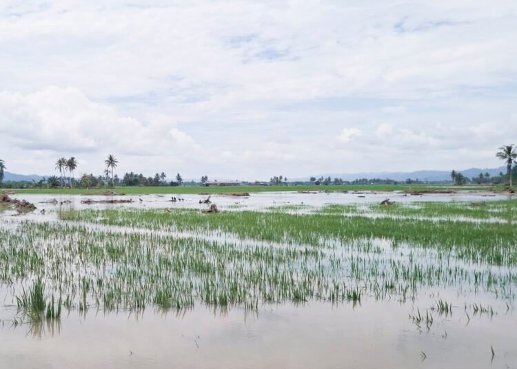 Dinas TPHP Catat 150 Hektare Sawah Terendam, Puluhan Hektare Dipastikan Rusak