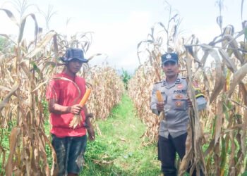 Sinergi Polri dan Petani Jaga Ketahanan Pangan di Parigi Moutong