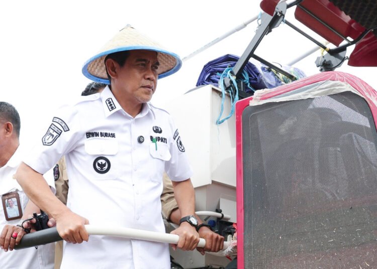 Dari Panen Hingga ke Pasar: Langkah Erwin Burase Jaga Harga dan Hasil Petani