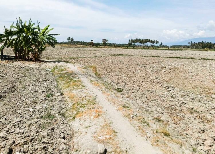 Kekeringan Sebabkan 3.000 Hektare Sawah di Parigi Moutong Gagal Tanam