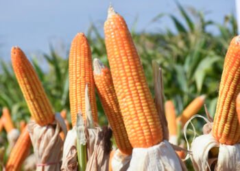 Pemkab Parigi Moutong Siapkan 33,84 Ton Benih Jagung untuk Musim Tanam 2026