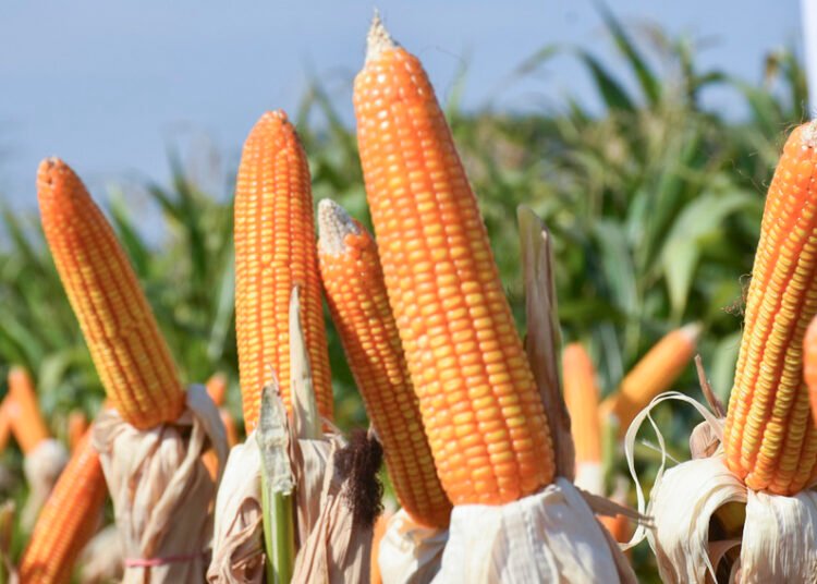 Pemkab Parigi Moutong Siapkan 33,84 Ton Benih Jagung untuk Musim Tanam 2026