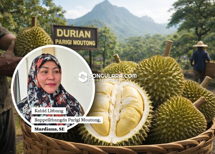 Bappelitbangda Teliti Karakteristik Durian Parigi Moutong Selama Dua Tahun