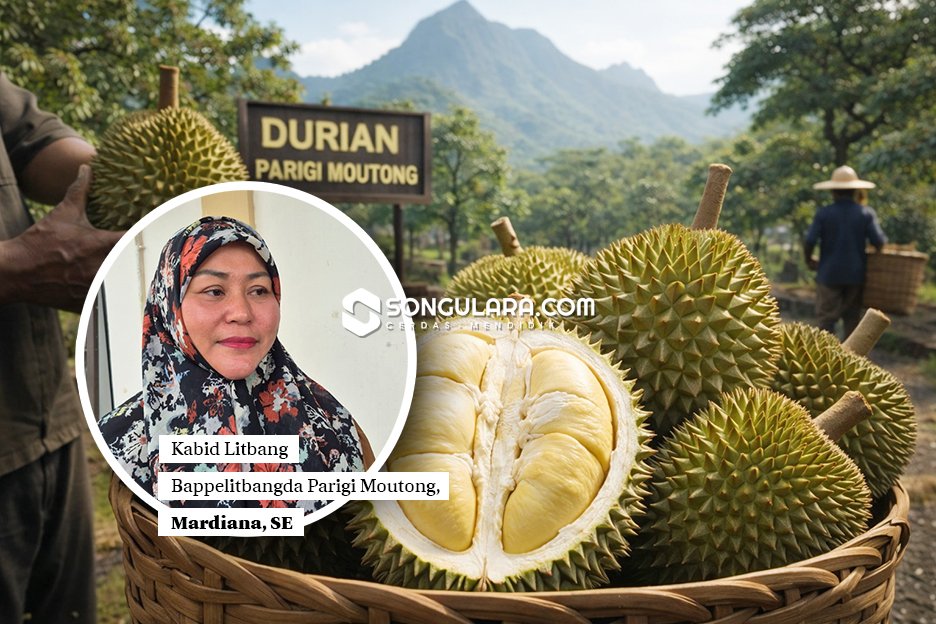 Bappelitbangda Teliti Karakteristik Durian Parigi Moutong Selama Dua Tahun