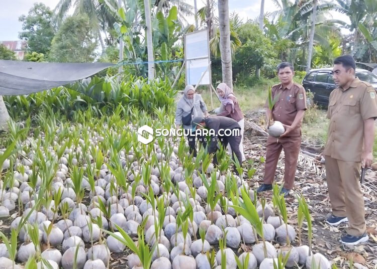 Parigi Moutong Terima Bantuan Hilirisasi Kelapa 500 Hektare Dari Kementan