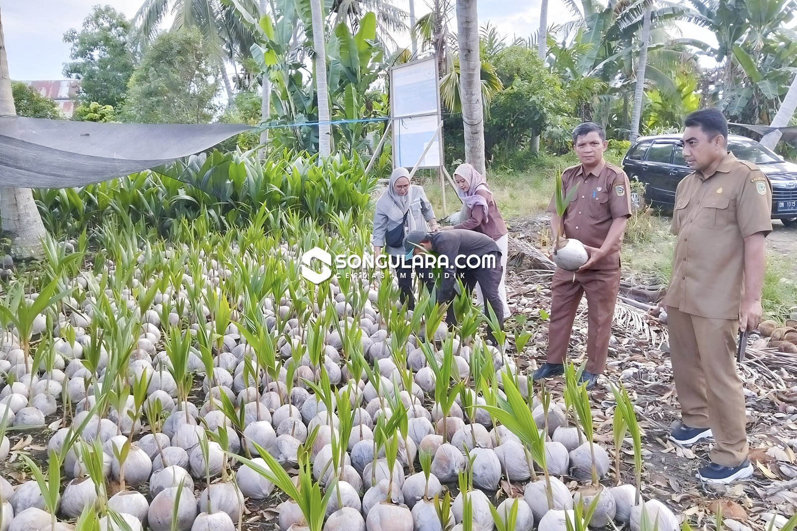 Parigi Moutong Terima Bantuan Hilirisasi Kelapa 500 Hektare Dari Kementan