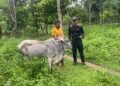 Maknai Idul Adha, Koperasi IPR Kayuboko Sejahtera Berbagi Kurban untuk Warga