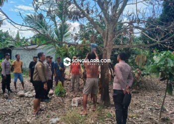 Lansia di Balinggi Ditemukan Tewas Tergantung di Pohon Mangga