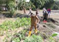 Pemkab Parigi Moutong Siapkan 88,7 Ton Benih Padi untuk Sawah Terdampak Banjir di Parigi Selatan