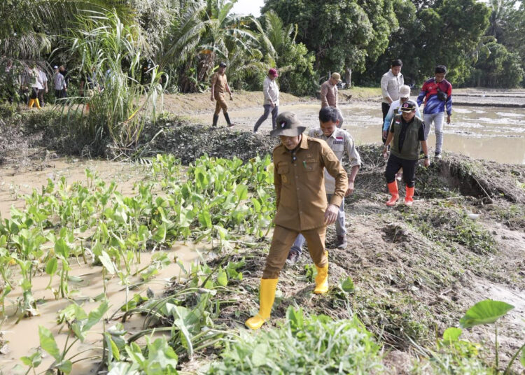Pemkab Parigi Moutong Siapkan 88,7 Ton Benih Padi untuk Sawah Terdampak Banjir di Parigi Selatan