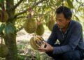 Bappelitbangda Parigi Moutong Teliti Penyebab Gagal Panen Durian, Siapkan Formula Pupuk untuk Atasi "Bangkalan"