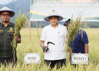 Panen Raya di Balinggi, Bupati Erwin Ingatkan Ancaman Alih Fungsi Lahan Pertanian