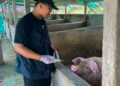 Virus ASF Mengintai Ternak Babi di Parigi Moutong, Peternak Diimbau Waspada