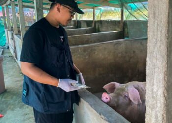 Virus ASF Mengintai Ternak Babi di Parigi Moutong, Peternak Diimbau Waspada