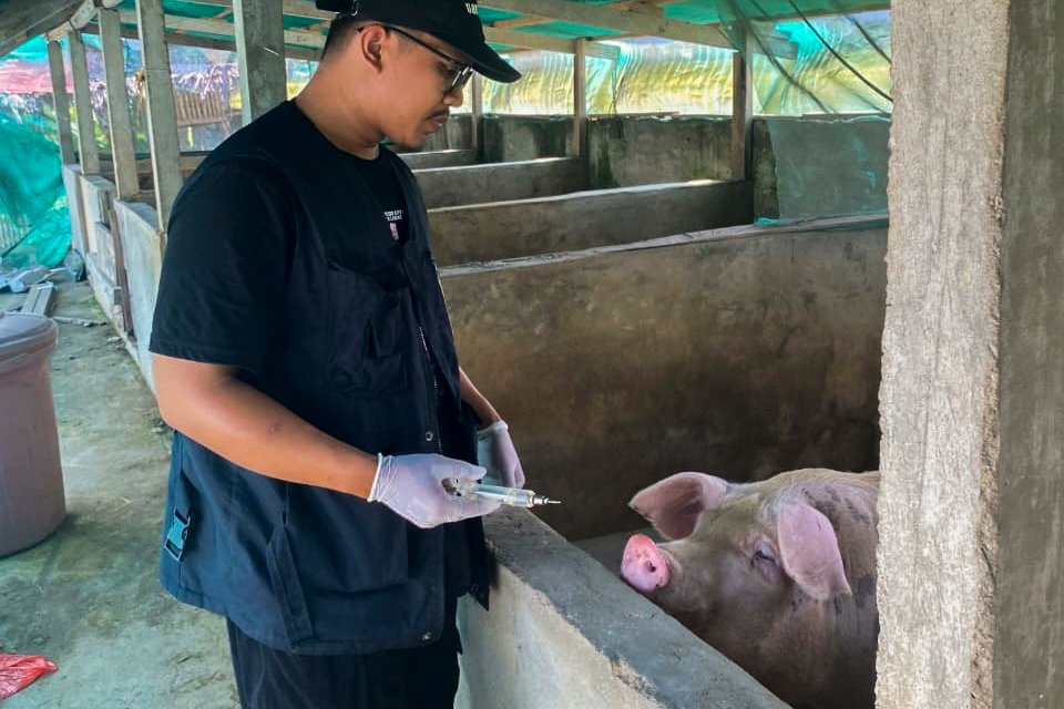 Virus ASF Mengintai Ternak Babi di Parigi Moutong, Peternak Diimbau Waspada