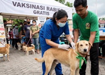 Vaksinasi Rabies Gratis Digelar Sepanjang September di Parigi Moutong